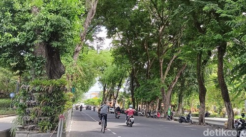 Pemkot mengasuransikan pohon perindang di Denpasar.