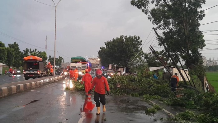 pohon tumbang di Jombang