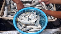 Pedagang ikan di Jalan Panggung depan Pasar Pabean sedang melakukan aktivitas jual beli.