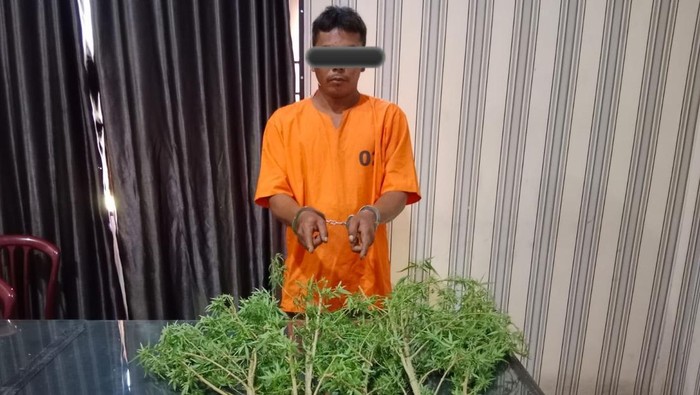 Pria yang tanam ganja di Karo. (Dok. Polres Tanah Karo)