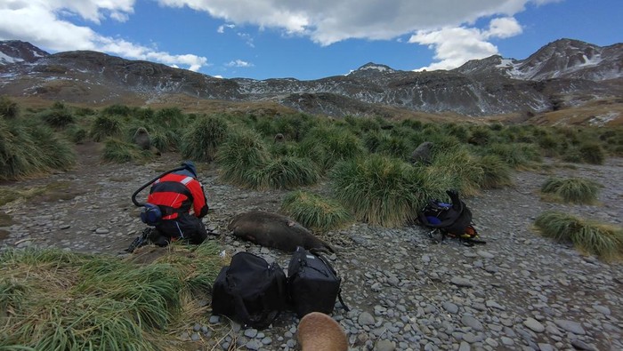 A scientist tests a dead seal on South Georgia Island in the South Atlantic Ocean for avian influenza, a disease which has already killed millions of birds worldwide in recent years and is now present in wildlife living near Antarctica, December 2023. Dr. Marco Falchieri, APHA/Handout via REUTERS THIS IMAGE HAS BEEEN SUPPLIED BY A THIRD PARTY. NO RESALES. NO ARCHIVES. MANDATORY CREDIT