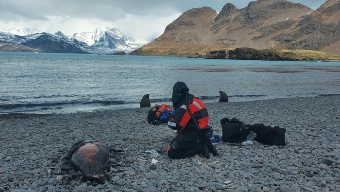A scientist tests a dead seal on South Georgia Island in the South Atlantic Ocean for avian influenza, a disease which has already killed millions of birds worldwide in recent years and is now present in wildlife living near Antarctica, December 2023. Dr. Marco Falchieri, APHA/Handout via REUTERS THIS IMAGE HAS BEEEN SUPPLIED BY A THIRD PARTY. NO RESALES. NO ARCHIVES. MANDATORY CREDIT