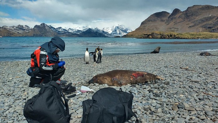 A scientist tests a dead seal on South Georgia Island in the South Atlantic Ocean for avian influenza, a disease which has already killed millions of birds worldwide in recent years and is now present in wildlife living near Antarctica, December 2023. Dr. Marco Falchieri, APHA/Handout via REUTERS THIS IMAGE HAS BEEEN SUPPLIED BY A THIRD PARTY. NO RESALES. NO ARCHIVES. MANDATORY CREDIT