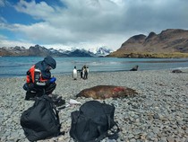 Virus Flu Burung Menyebar ke Antartika, Ratusan Anjing Laut Mati
