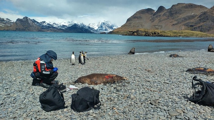 A scientist tests a dead seal on South Georgia Island in the South Atlantic Ocean for avian influenza, a disease which has already killed millions of birds worldwide in recent years and is now present in wildlife living near Antarctica, December 2023. Dr. Marco Falchieri, APHA/Handout via REUTERS THIS IMAGE HAS BEEEN SUPPLIED BY A THIRD PARTY. NO RESALES. NO ARCHIVES. MANDATORY CREDIT