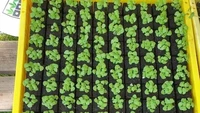Mirip seperti brownies cokelat dengan hiasan di atasnya, potongan kotak-kotak hitam ini ternyata tanah berisi benih tumbuhan. Foto: Pool/Site
