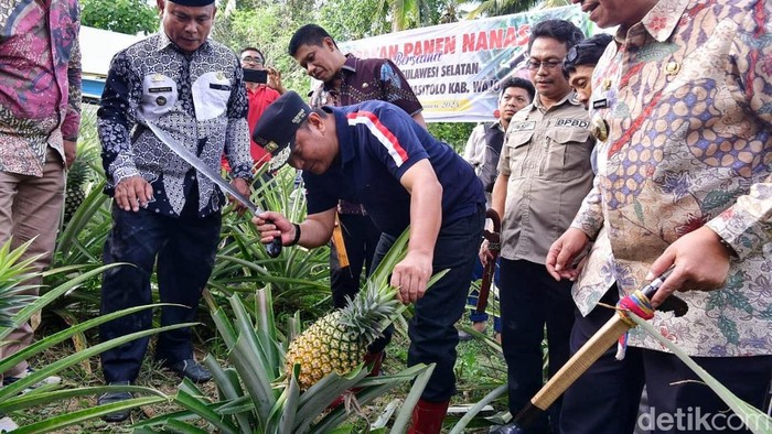 Pj Gubernur Sulsel Bahtiar Baharuddin dan Bupati Wajo Amran Mahmud panen madu nanas.