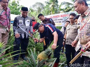 Pj Gubernur Sulsel Dorong Wajo Jadi Percontohan Budi Daya Nanas Madu