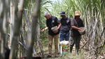 Ganjar Tampung Curhat Petani Tebu di Nganjuk soal Bibit-Impor Gula