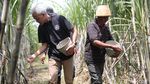 Ganjar Tampung Curhat Petani Tebu di Nganjuk soal Bibit-Impor Gula