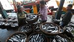 Kasihan Nelayan, Harga Ikan Tongkol Anjlok dari Rp 20.000/Kg Jadi Rp 1.500/Kg