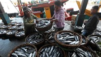 Harga ikan jenis tongkol kecil empat hari terakhir anjlok dari Rp20.000 per kilogram menjadi Rp1.500 hingga Rp4.000 per kilogram.