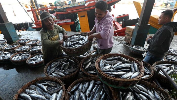 Harga ikan tongkol anjlok di Aceh Pekerja menata ikan tongkol hasil tangkapan nelayan di Pelabuhan Pendaratan Ikan (PPI) Samudera, Banda Aceh, Aceh, Jumat (12/1/2024). Harga ikan jenis tongkol kecil sejak beberapa hari empat hari terakhir anjlok dari Rp20.000 per kilogram menjadi Rp1.500 hingga Rp4.000 per kilogram tergantung kualitas disebabkan banyaknya hasil tangkapan nelayan di ujung barat pulau Sumatera. ANTARA FOTO/Irwansyah Putra/rwa.