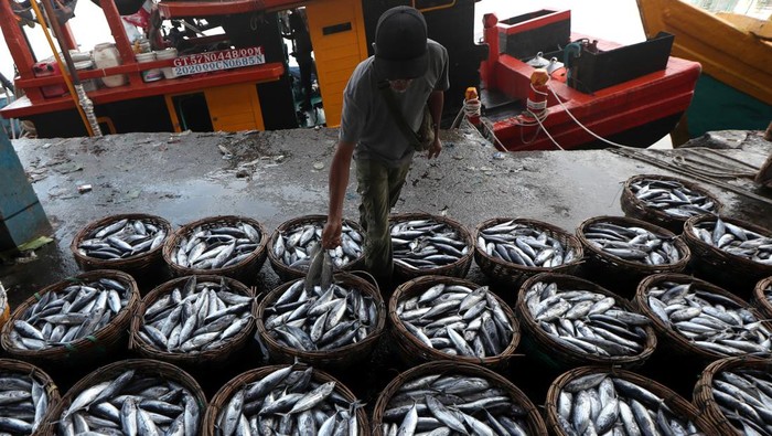 Harga ikan tongkol anjlok di Aceh Pekerja menata ikan tongkol hasil tangkapan nelayan di Pelabuhan Pendaratan Ikan (PPI) Samudera, Banda Aceh, Aceh, Jumat (12/1/2024). Harga ikan jenis tongkol kecil sejak beberapa hari empat hari terakhir anjlok dari Rp20.000 per kilogram menjadi Rp1.500 hingga Rp4.000 per kilogram tergantung kualitas disebabkan banyaknya hasil tangkapan nelayan di ujung barat pulau Sumatera. ANTARA FOTO/Irwansyah Putra/rwa.