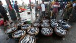 Kasihan Nelayan, Harga Ikan Tongkol Anjlok dari Rp 20.000/Kg Jadi Rp 1.500/Kg