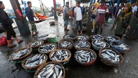 Warga melihat ikan tongkol hasil tangkapan nelayan yang dilelang di Pelabuhan Pendaratan Ikan (PPI) Samudera, Banda Aceh, Aceh, Jumat (12/1/2024).