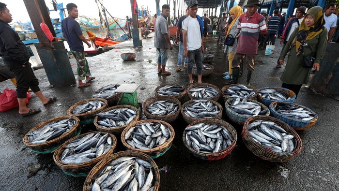 Harga ikan tongkol anjlok di Aceh Pekerja menata ikan tongkol hasil tangkapan nelayan di Pelabuhan Pendaratan Ikan (PPI) Samudera, Banda Aceh, Aceh, Jumat (12/1/2024). Harga ikan jenis tongkol kecil sejak beberapa hari empat hari terakhir anjlok dari Rp20.000 per kilogram menjadi Rp1.500 hingga Rp4.000 per kilogram tergantung kualitas disebabkan banyaknya hasil tangkapan nelayan di ujung barat pulau Sumatera. ANTARA FOTO/Irwansyah Putra/rwa.
