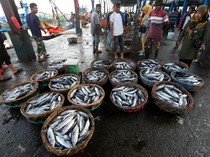 Kasihan Nelayan, Harga Ikan Tongkol Anjlok dari Rp 20.000/Kg Jadi Rp 1.500/Kg