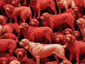 15 Kabupaten dan Kota di Jabar yang Larang Perdagangan Daging Anjing
