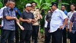Kerja Keras Jadikan Sulsel Sebagai Penghasil Pisang Terbesar Dunia