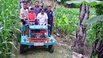 Kerja Keras Jadikan Sulsel Sebagai Penghasil Pisang Terbesar Dunia