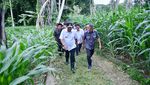 Kerja Keras Jadikan Sulsel Sebagai Penghasil Pisang Terbesar Dunia