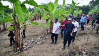 Saat tiba, ia terkesima dengan tanaman pisang Cavendish yang sudah ditanam oleh Abdul Hafid Mappatoba bersama kelompok tani Tani Mitra Utama 1 di desa ini. Awalnya dari enam bibit yang dibeli online, kini jadi ribuan. Hamparan pohon pisang cavendish dan pisang lainnya begitu indah.