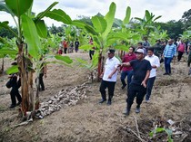 Kerja Keras Jadikan Sulsel Sebagai Penghasil Pisang Terbesar Dunia