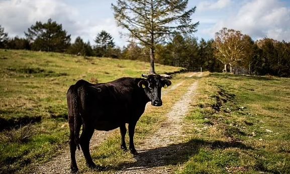 Mark Zuckerberg Bangun Peternakan Sapi Wagyu Senilai Rp 4,2 T