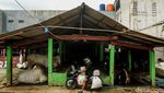 Menilik Proses Biogas: Energi dari Kotoran Sapi