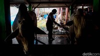 Meskipun Sapi-sapi ditempat ini sempat mendatangkan keluhan dari warga, tapi Burhan yang menjadi generasi terakhir kini mampu mengatasinya dengan mengkonversikan limbah sapi menjadi biogas.