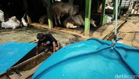 Dua buah tangki biodigester ini mampu menyalakan 40 titik lampu dan kompor, hanya saja hingga kini baru dipasang ke 5 kompor dan 4 lampu.Lahan seluas 450 m2 itu memuat 36 ekor sapi dan dua tangki biodigester, semuanya ditangani oleh tiga orang termasuk Burhan.