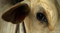 Dengan memanfaatkan teknologi biodigester kotoran-kotoran sapi ini mampu mengaliri kompor hingga ke tujuh rumah disekitar kandang tersebut.