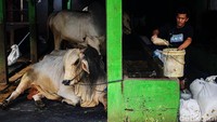 Seorang pekerja memberikan pakan sapi di kandang sapi yang berada di Kawasan padat penduduk Cikoko, Jakarta Selatan.