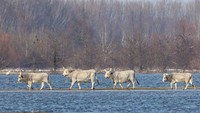 Permukaan air Sungai Danube mendadak naik pada akhir Desember 2023. Dengan tidak tersedianya kapal tongkang yang biasa digunakan untuk memindahkan binatang tersebut, timbul salju, dan suhu di bawah nol derajat Celsius, mereka jadi terjebak dan kekurangan makanan.