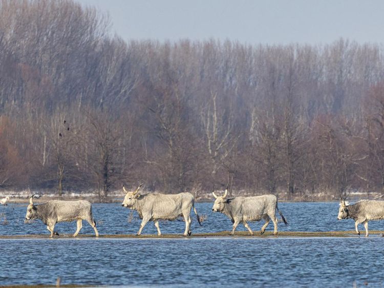 Kasihan, Kuda dan Sapi Ternak Terjebak di Pulau Kecil Imbas Sungai Meluap