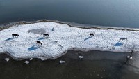 Kuda terlihat terdampar di pulau Krcedinska Ada di Sungai Danube, Serbia, 10 Januari 2024. Petani dan pemerintah Serbia tengah berjuang untuk menyelamatkan puluhan kuda dan hewan ternak itu.