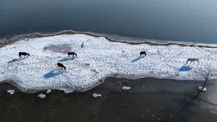 Cattle is seen stranded on the island of Krcedinska Ada in the Danube River, Serbia, January 10, 2024. REUTERS/Marko Djurica