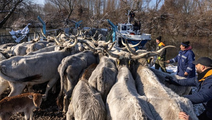 Cattle is seen stranded on the island of Krcedinska Ada in the Danube River, Serbia, January 10, 2024. REUTERS/Marko Djurica