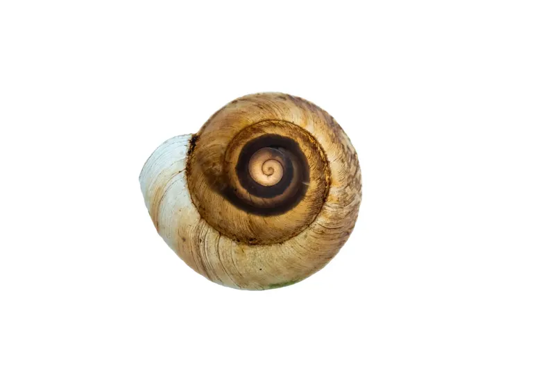 Spesies baru