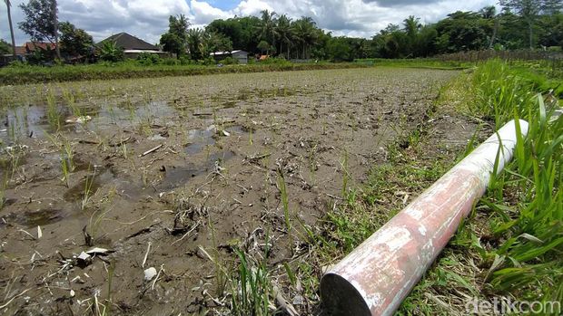 Lahan seluas 2 meter persegi berupa galengan milik Siti Rohimah Cs yang terkena tol Jogja-Bawen di Desa Blongkeng, Kecamatan Ngluwar, Kabupaten Magelang.