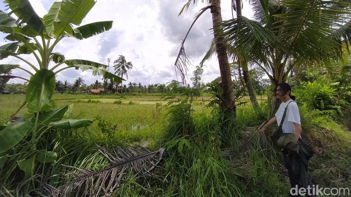 Lahan seluas 2 meter persegi berupa galengan milik Siti Rohimah Cs yang terkena tol Jogja-Bawen di Desa Blongkeng, Kecamatan Ngluwar, Kabupaten Magelang.