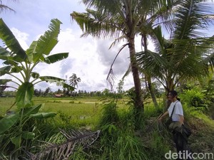 Ganti Rugi Rp 2,2 Juta Diterima Warga Magelang Usai Sawahnya Kena Proyek Tol