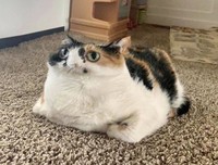 foto kocak hewan mode panorama