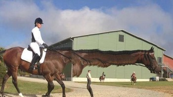 Panjang leher kuda ini berapa ya kira-kira? Foto: Brightside