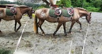 foto kocak hewan mode panorama