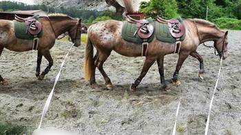 Wah ada kuda berkaki enam. Foto: Brightside