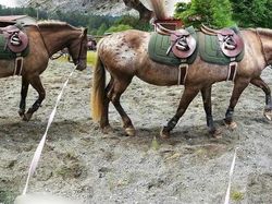 Potret Kocak Hewan Kena Mode Foto Panorama Bikin Ngakak