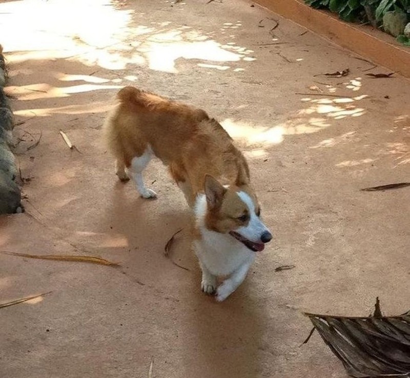 foto kocak hewan mode panorama