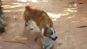 Ada yang aneh sama anjing ini gak? Foto: Brightside